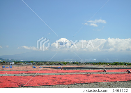 富士和櫻桃蝦 1465222