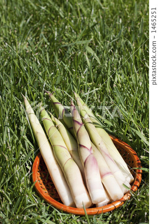 Sasamake Sasamake 1465251