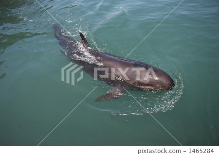 false killer whale, one head (of cattle, for example) 1465284