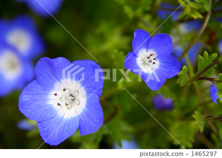 林草屬植物(一種園藝觀賞植物) 水葉科 活力 1465297