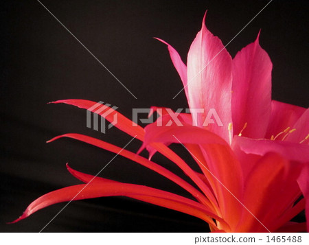 Peacock cactus flowers. . . 1465488