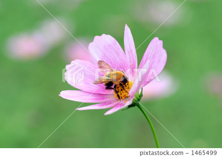 bee, bloom, cosmos 1465499