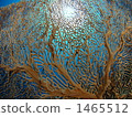 sea fan, in the sea, keramashoto 1465512