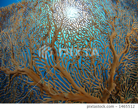 sea fan, in the sea, keramashoto 1465512
