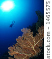 diver, divers, melithaea 1465575