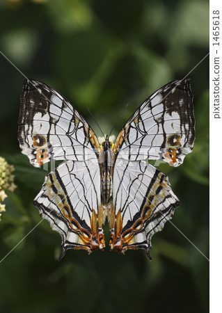 cyrestis thyodamas, butterfly, butterflies 1465618