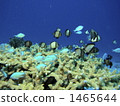 blue green damselfish, blue-green chromis, tropical fish 1465644