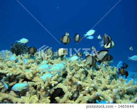 blue green damselfish, blue-green chromis, tropical fish 1465644