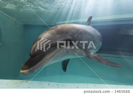 bottlenose, bottlenose dolphin, bottlenosed dolphin 1465688
