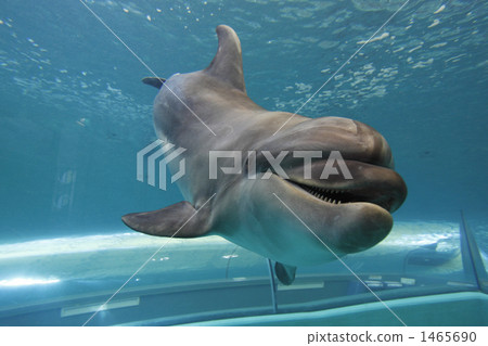寬嘴海豚 寬吻海豚 海豚 1465690