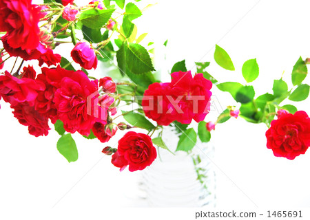 rose, roses, beautiful 1465691