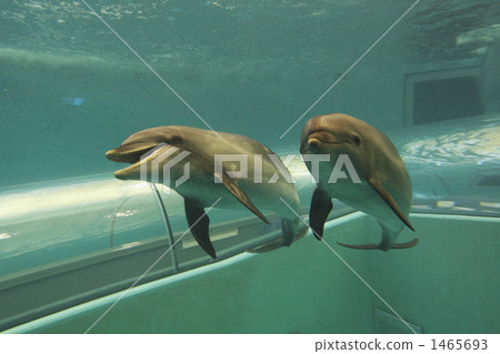bottlenose dolphin, bottlenose, bottlenosed dolphin 1465693