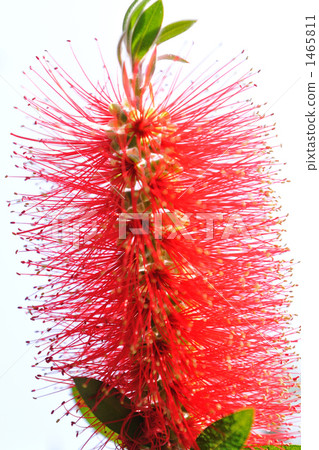 珍惜樹木 1465811