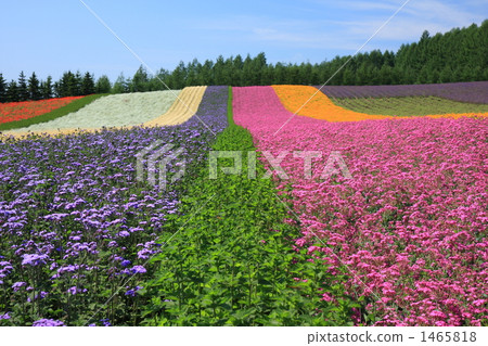 富良野花園在北海道 1465818