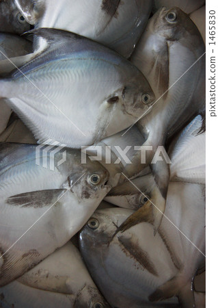 fish market, fish, fishes 1465830