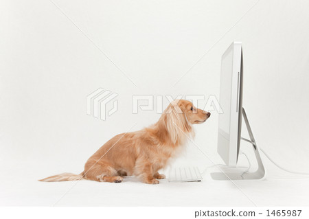 鴨子看到電腦 鴨子看到電腦 1465987