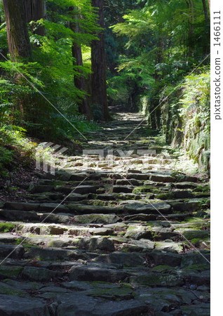 Mossy Stone Stage 1466111