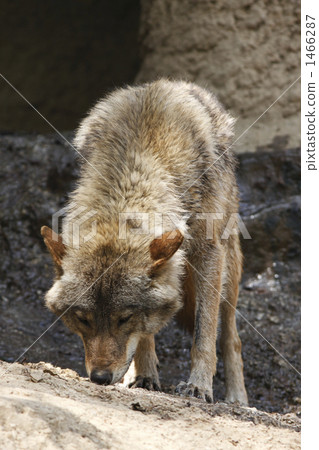wolf, wolves, european wolf 1466287