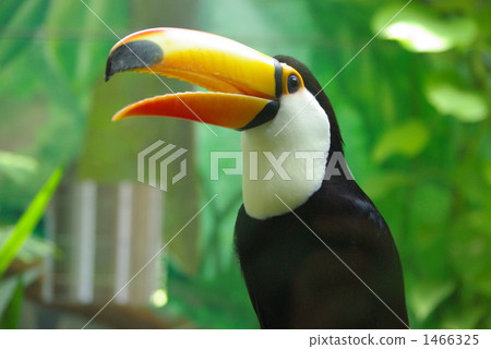 托哥巨嘴鳥 1466325