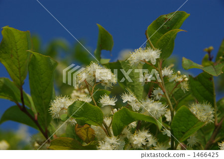 symplocos sawafutagi, marsh, wetland 1466425