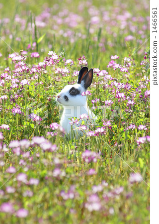 Astragalus field and rabbit 1466561