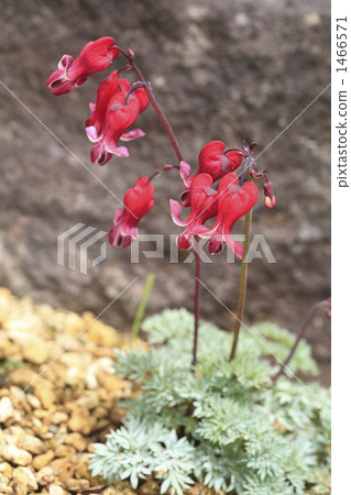 高山植物季節開花的夏天螃蟹 1466571