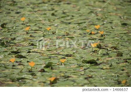 Asaza's full water surface 1466637