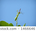 墮落的獵物 1466646