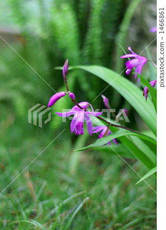 Purple Purple 1466861