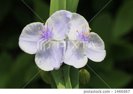 Yu Murasaki Yukusa 1466867