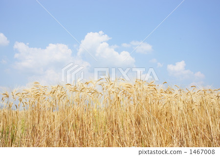 麥田 1467008