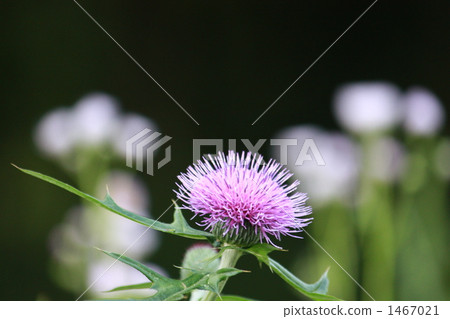 thistle, marianum, bloom 1467021