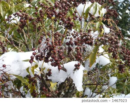 Caterpillar fruit 1467023