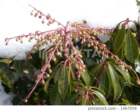 Caterpillar tree Caterpillar tree 1467056