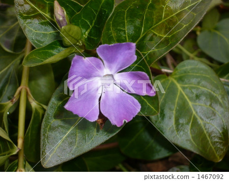 藤天和草 藤天和草 1467092