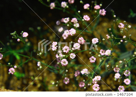 baby's breath, common gypsophila, bloom 1467104