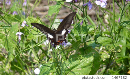 Swallowtail butterfly Swallowtail butterfly 1467182