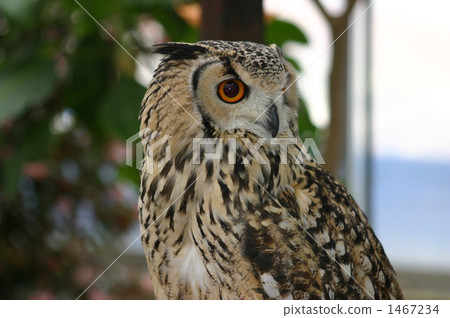 owl, bird, birds 1467234