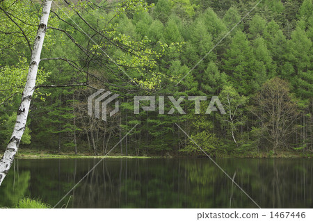 photographed, pond, lagoon 1467446