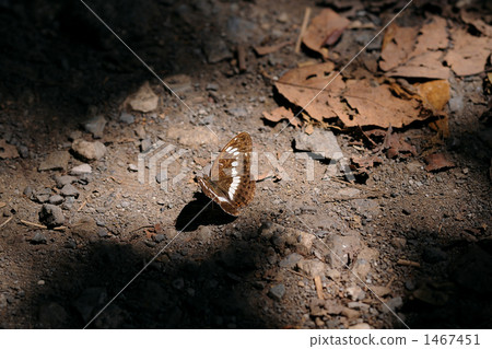 Ichimon jogos found in the mountain path 1467451