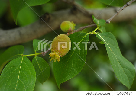 Fruit of wax plum 1467454