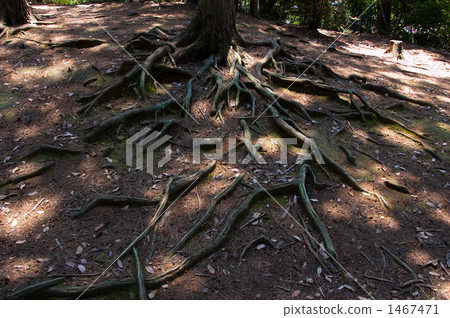 Tree root 1467471
