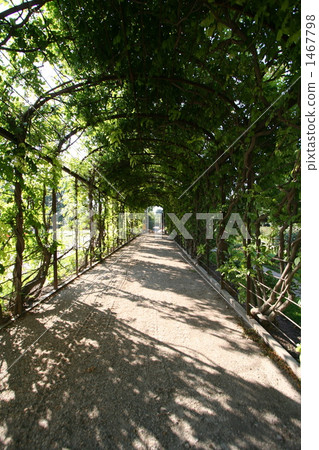 葡萄棚架 葡萄 1467798