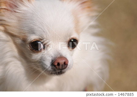 chihuahua, land mammals, pet 1467885