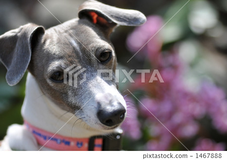 italian greyhound, pet, pets 1467888