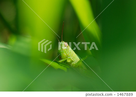 仙境的螞蚱 1467889