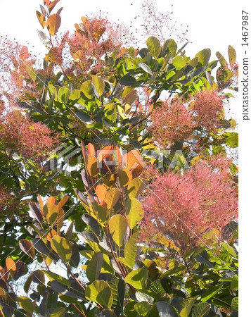 黃櫨 花朵 花 1467987