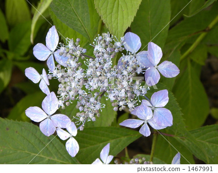 iyo aperture, shrub, shrubs 1467991