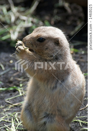 Munching 1468025