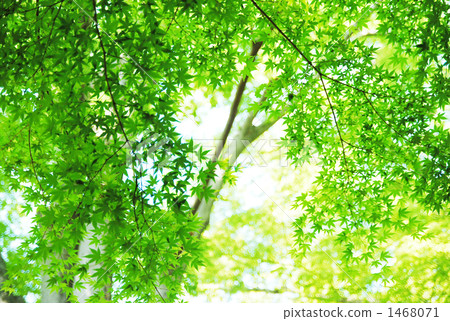 Mountain maple 1468071